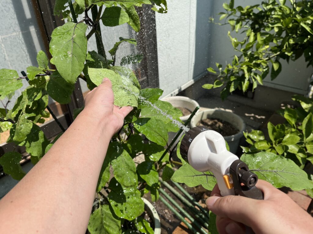ホースの水圧で葉裏についたアブラムシを除去している様子