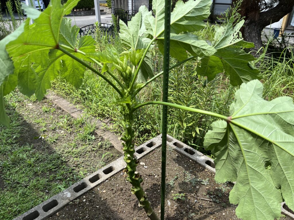木ボケして茎が異常に太いオクラ