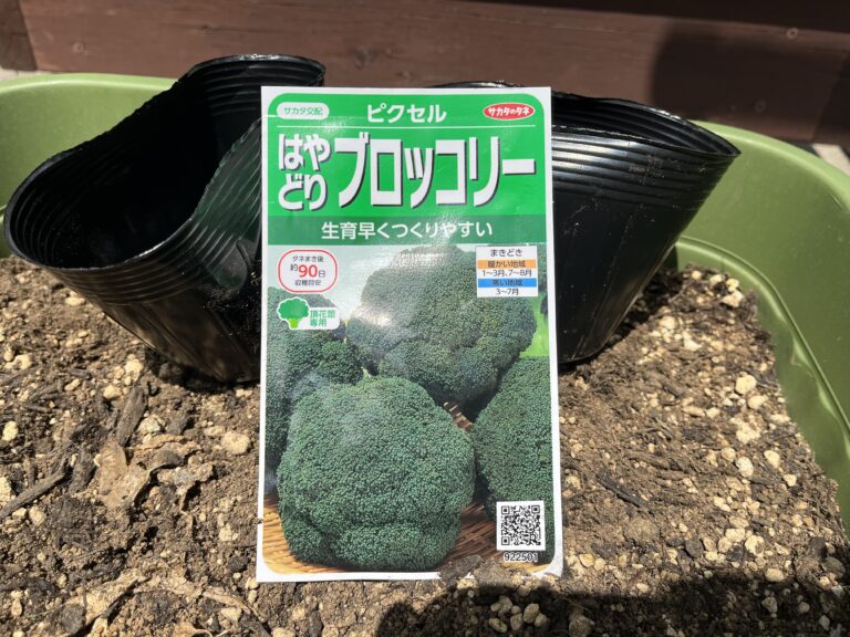 【家庭菜園日記】【病害虫対策】ブロッコリーの種まきスタート｜適期とまき方、育苗のポイント。ずらしまきで収穫調整