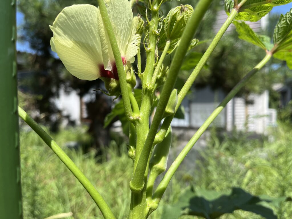 やさお酢を散布して１週間でアブラムシがいなくなったオクラ