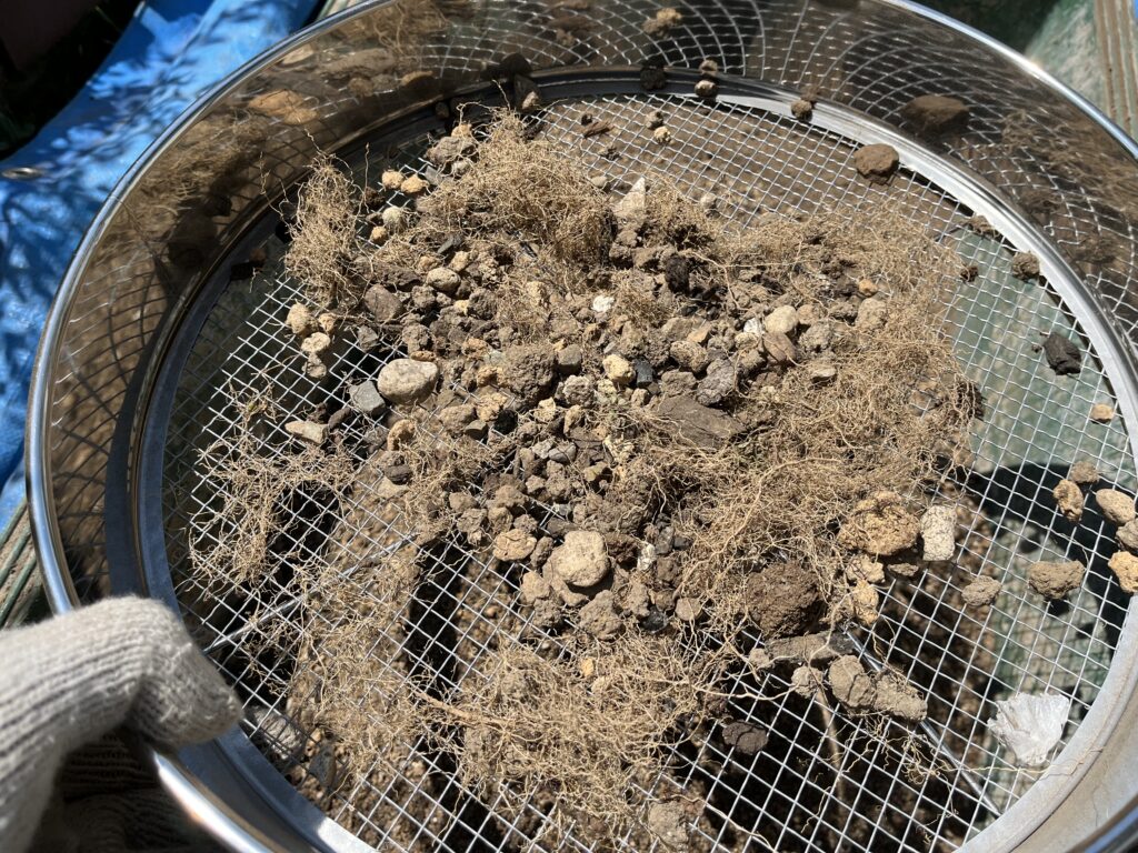 ふるいにかけて残った根や小石