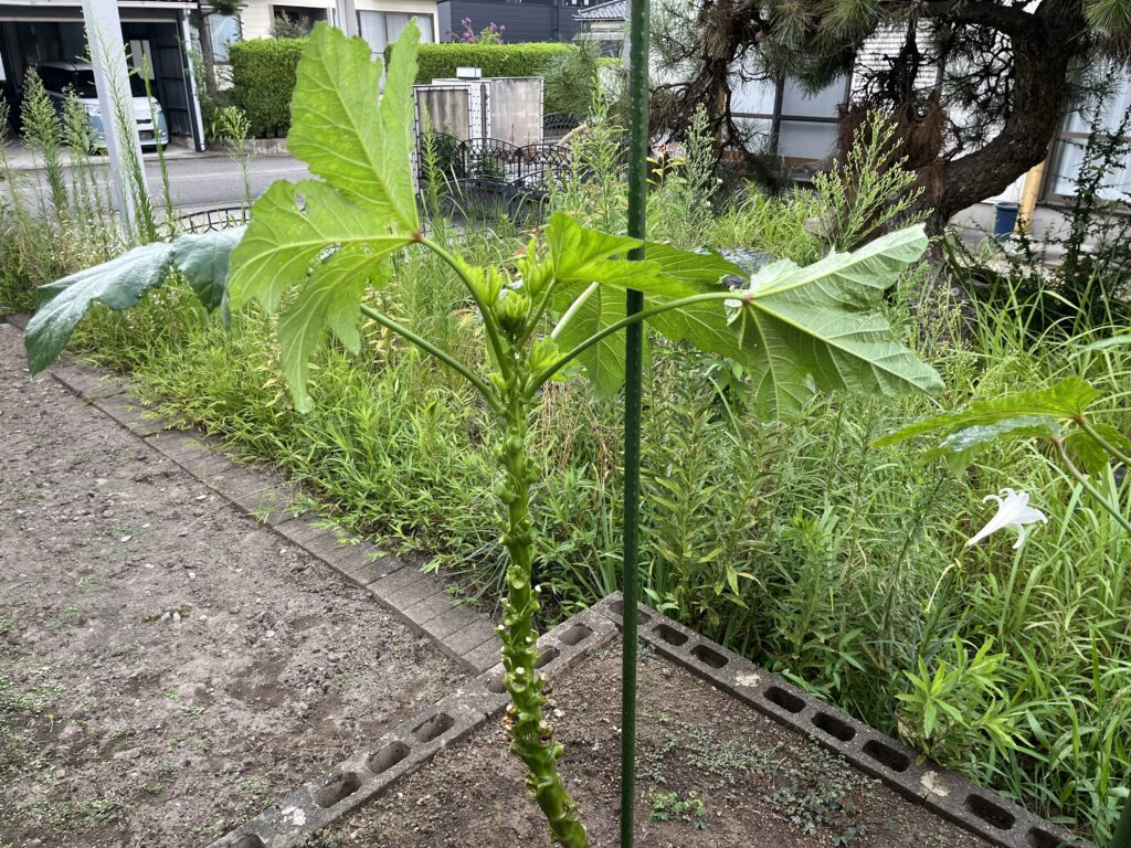 木ボケしたオクラ