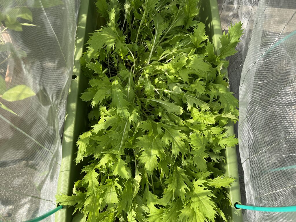 間引き予定の水菜