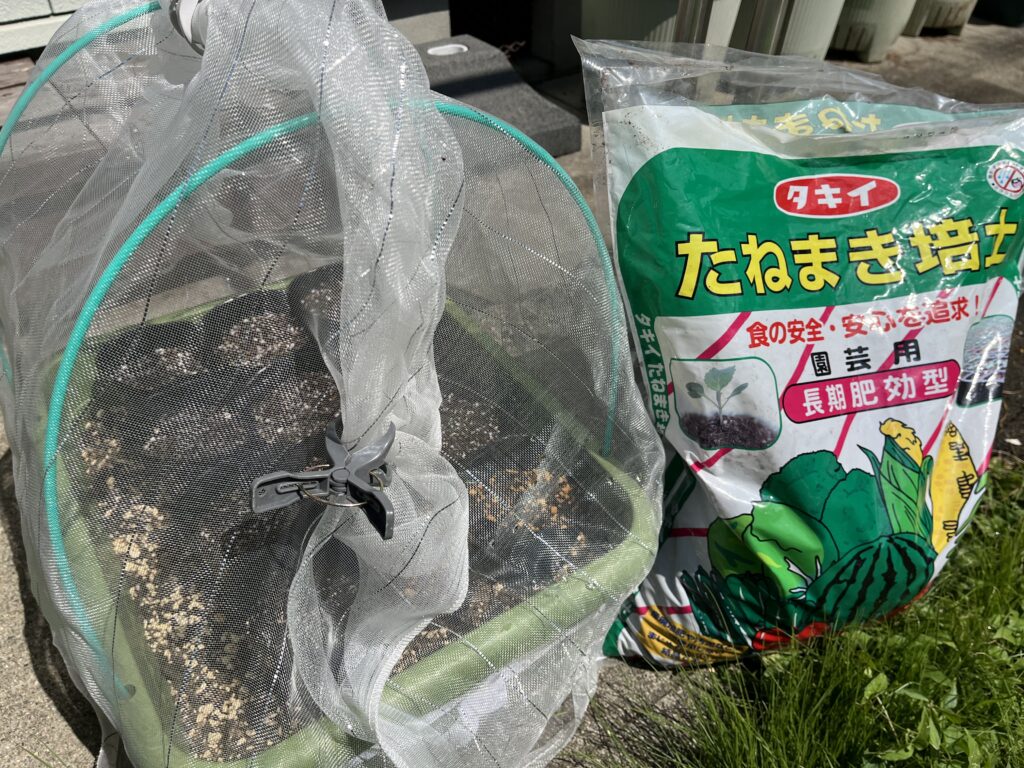 たねまきが完了したポットとたねまき培土