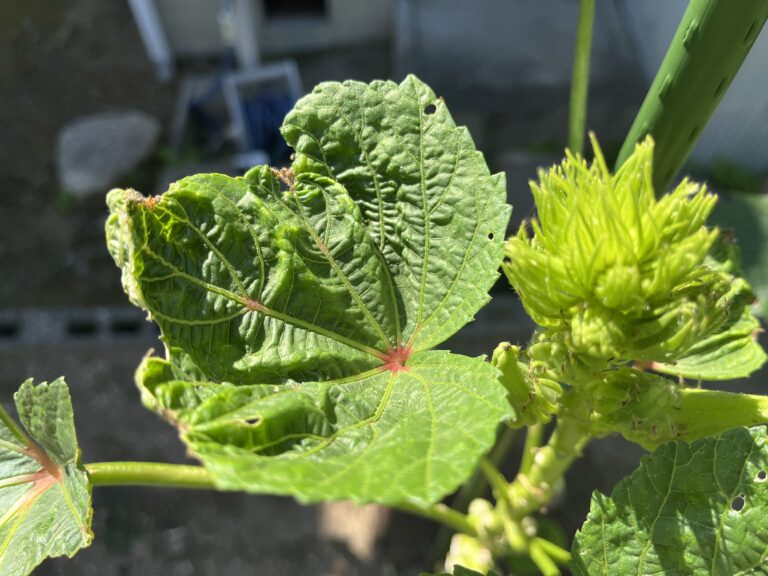 【家庭菜園日記】植え付けから16週間｜オクラに異変？ナスはアブラムシ消滅