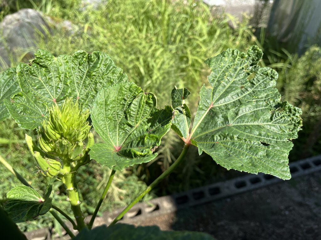 水不足でシワシワになったオクラの葉