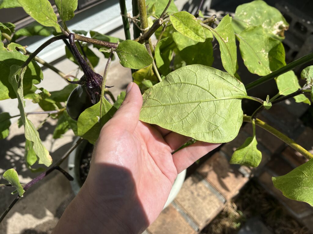 アブラムシがいなくなったナスの葉