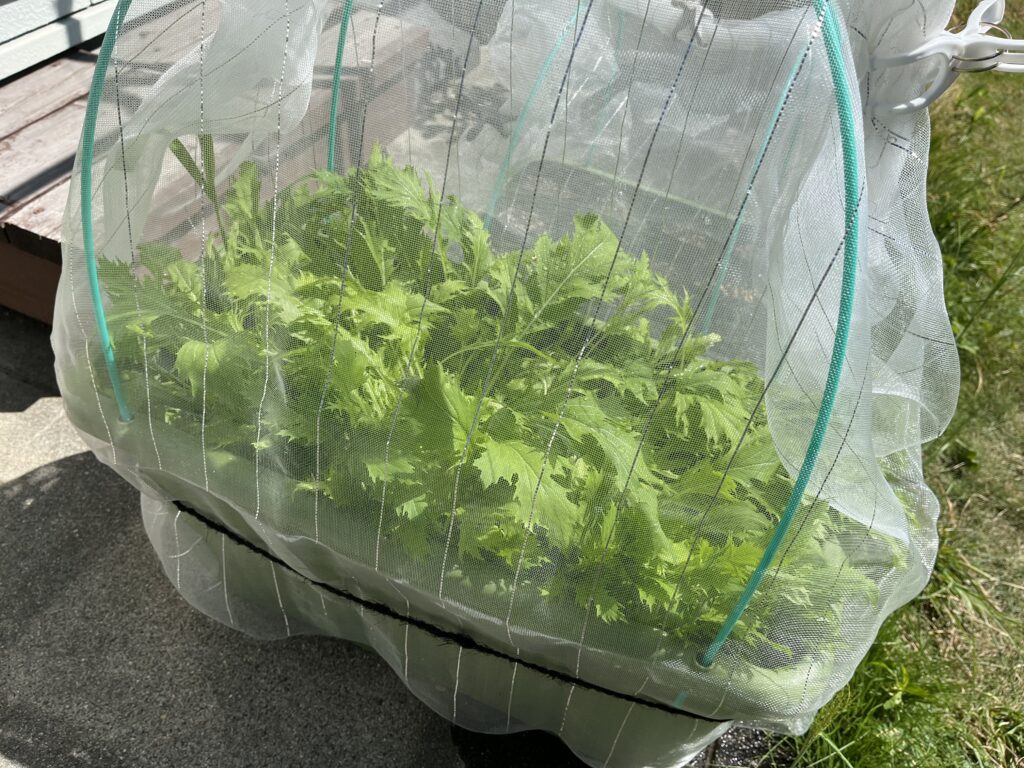 防虫ネットの中で元気に育っている水菜