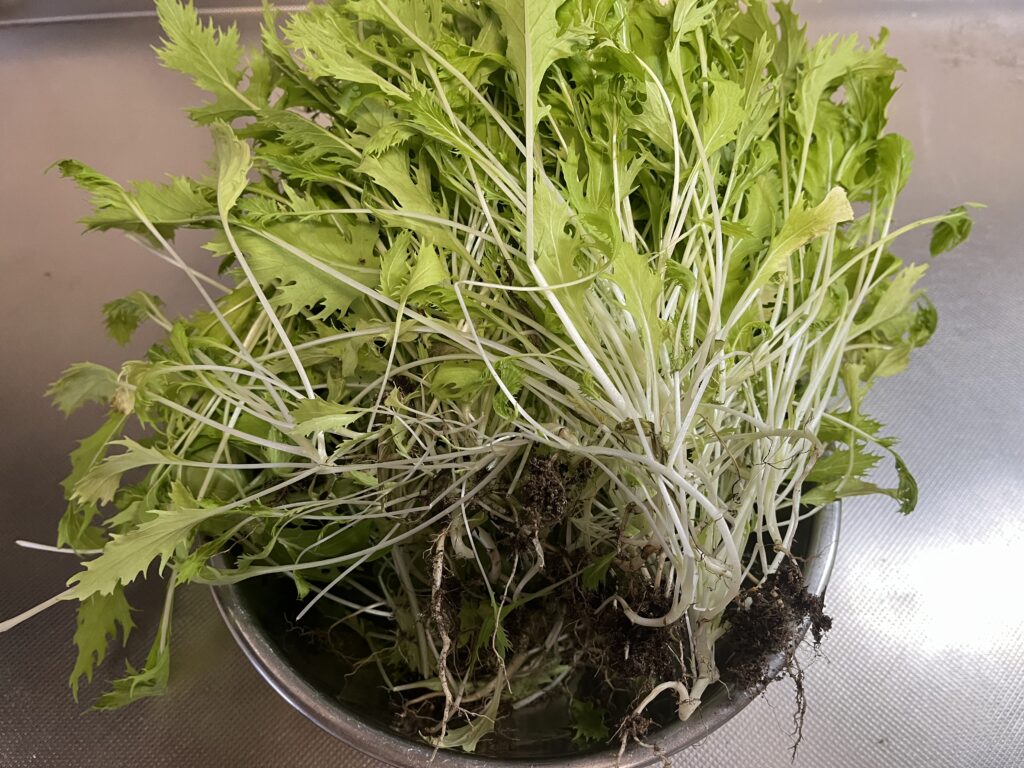 収穫したての水菜