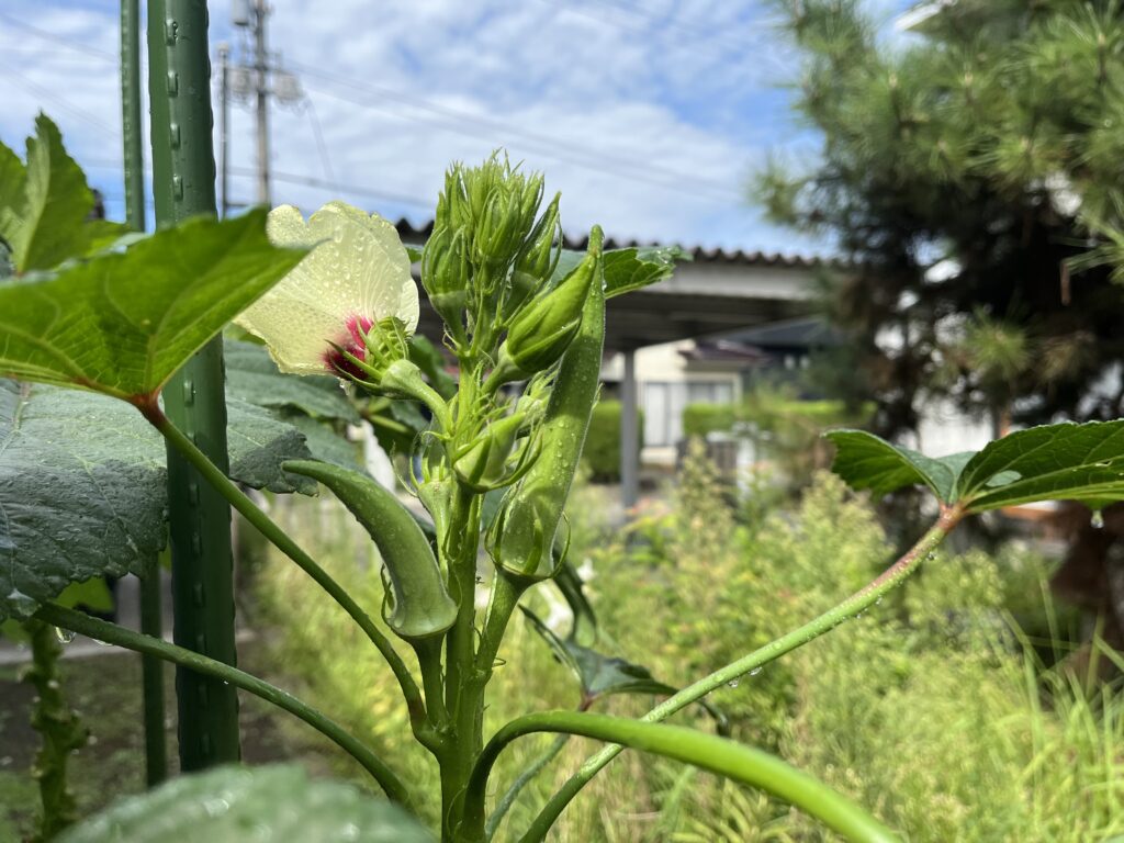 順調に育って収穫できているオクラ