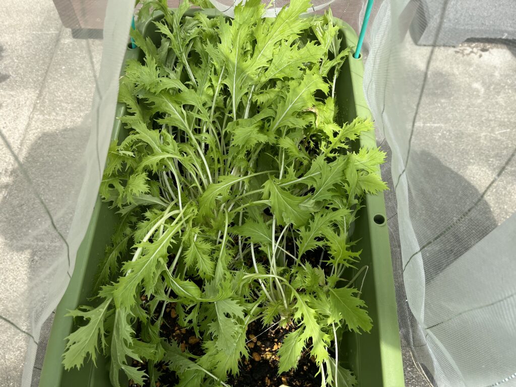 収穫前の水菜