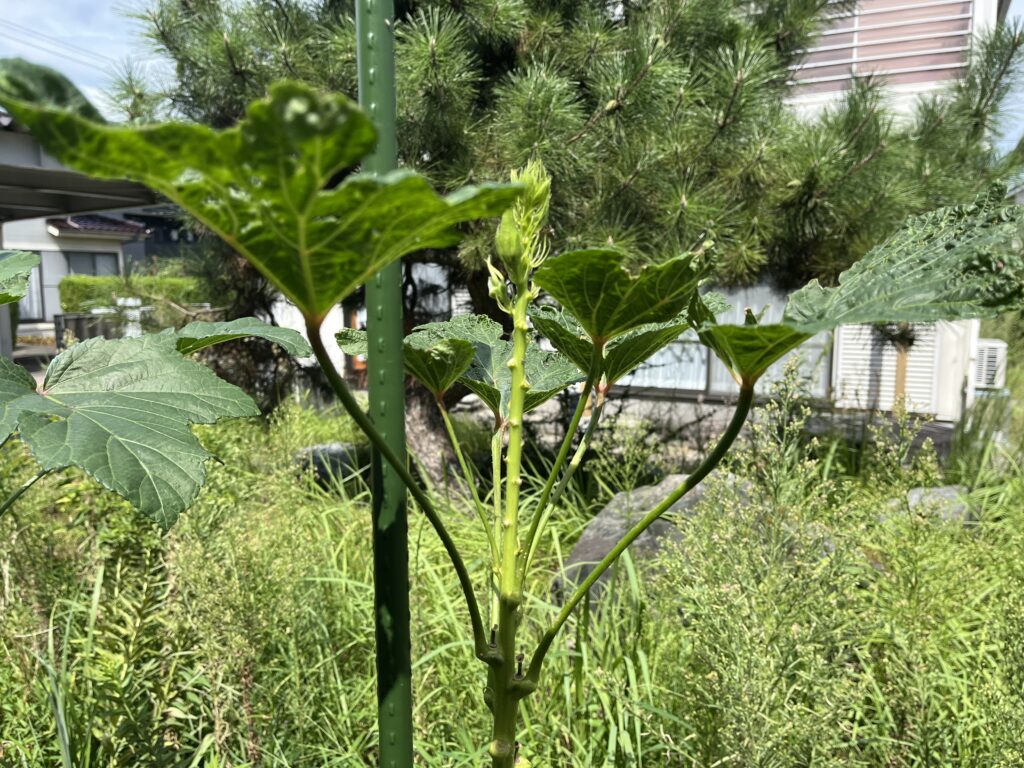 花芽が次々と落ちてしまうオクラ
