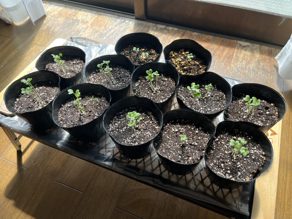エアコンの効いた涼しい部屋で育苗中のブロッコリー