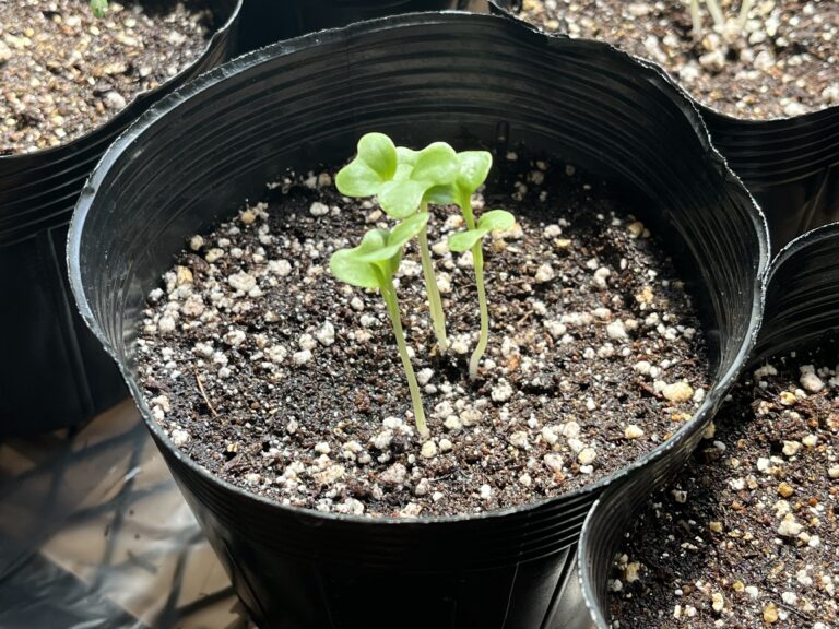 【家庭菜園日記】植え付けから17週間｜ナスの葉整理とやさお酢散布、オクラ三者三様、ブロッコリーは屋内育苗継続