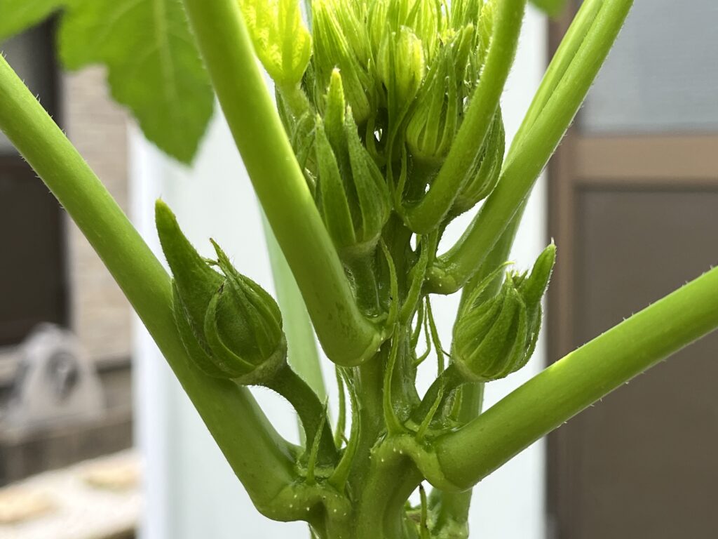 オクラの木ボケ株にもようやく花芽がついた様子