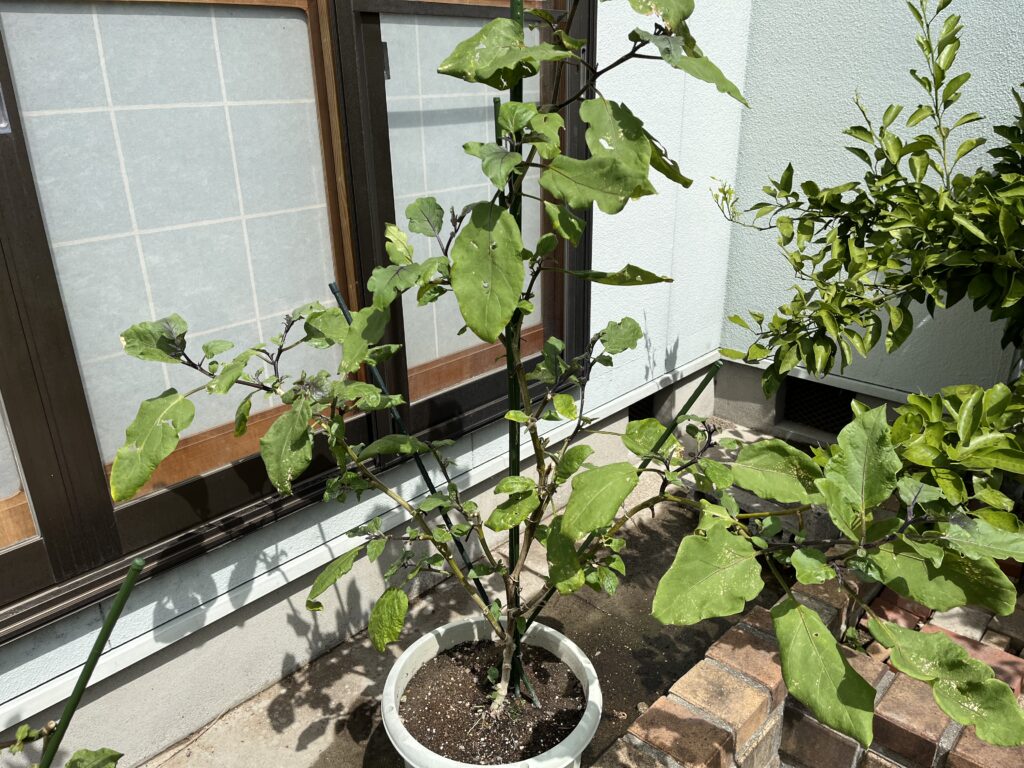 痛んだ葉や黄色くなった葉を整理し、やさお酢を散布したナス