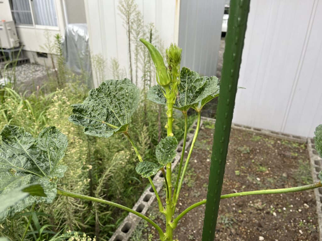 綺麗な葉が出てこないオクラ