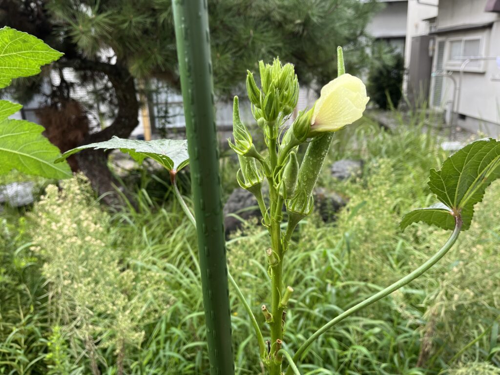 順調に収穫できているオクラ