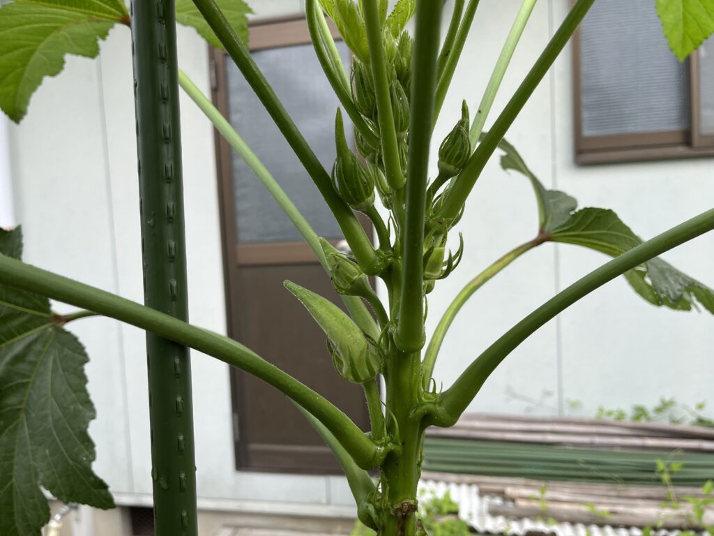 木ボケしていた株からついに実が収穫できそうな様子