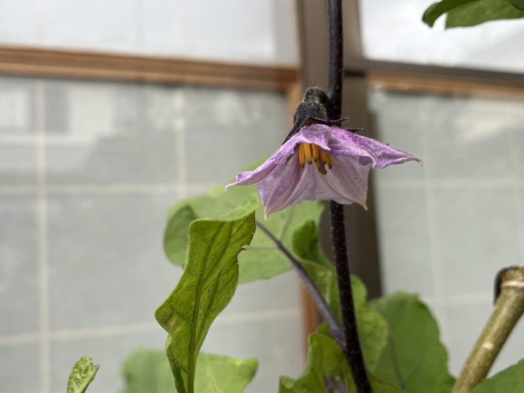 再び咲き始めたナスの花
