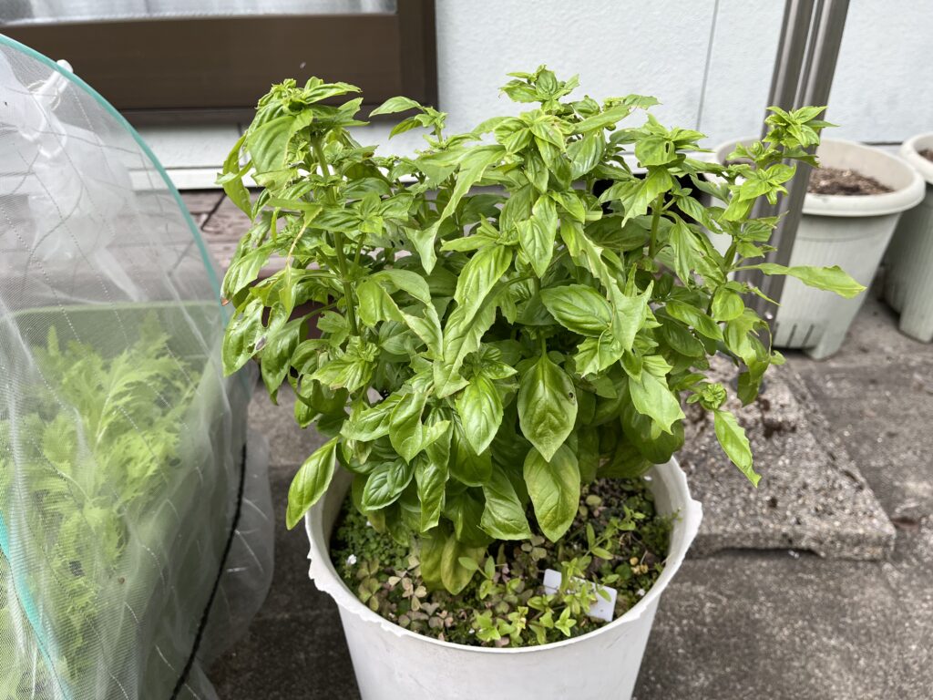 食害されたバジル
