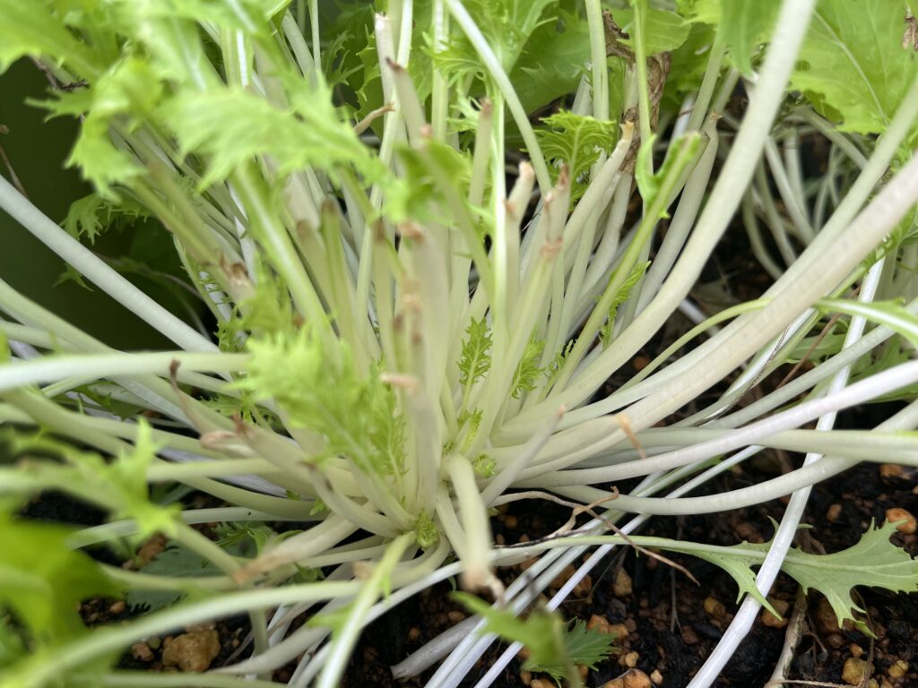 収穫から1週間経って小さな葉が再び出てきている水菜