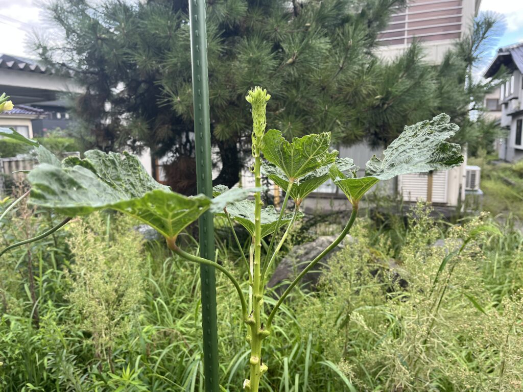 成長が止まったオクラ