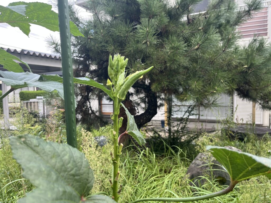 収穫は出来ているが、そろそろ終盤のオクラ