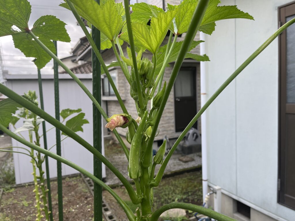 木ボケしていた株が絶好調なオクラ