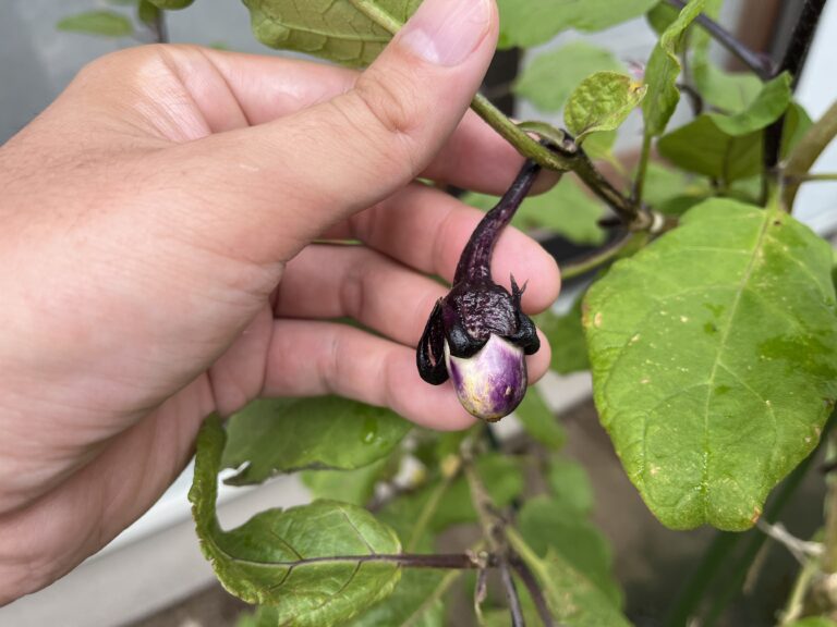 【家庭菜園日記】植え付けから19週間｜秋ナスの実りとオクラの終盤戦