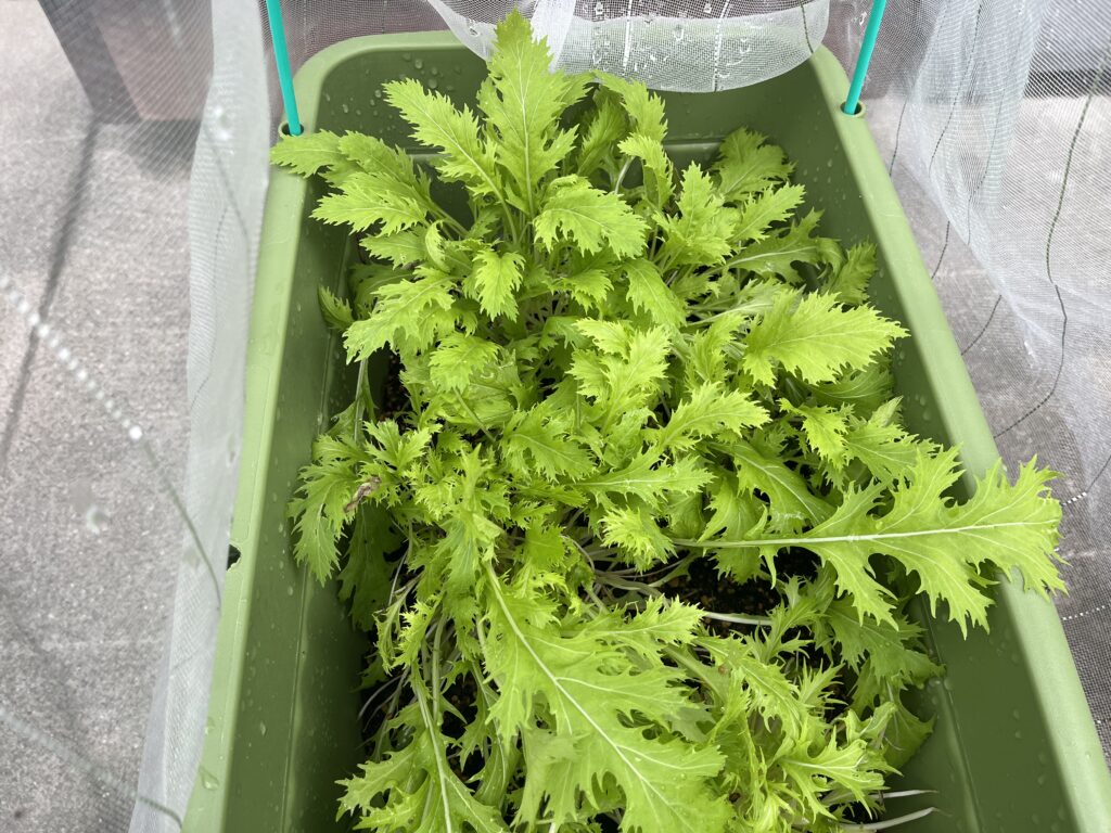 収穫後2週間で再生してきた水菜
