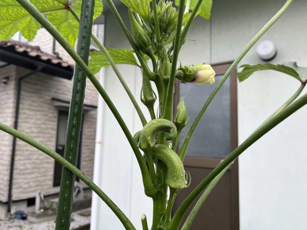 くるんっとカールするオクラの実