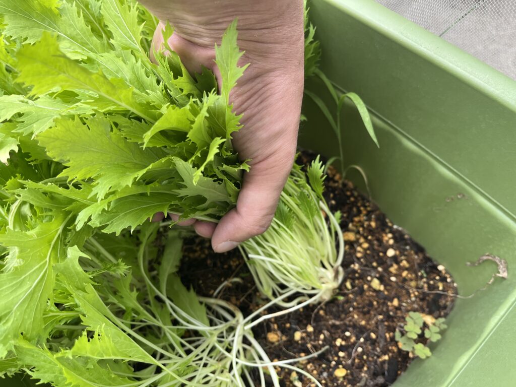 水菜を株元5㎝残して収穫する様子