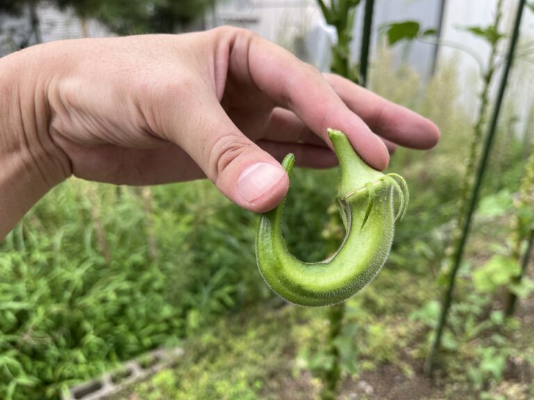 【家庭菜園日記】植え付けから20週間｜秋ナス成長中＆オクラはそろそろ終了の気配？