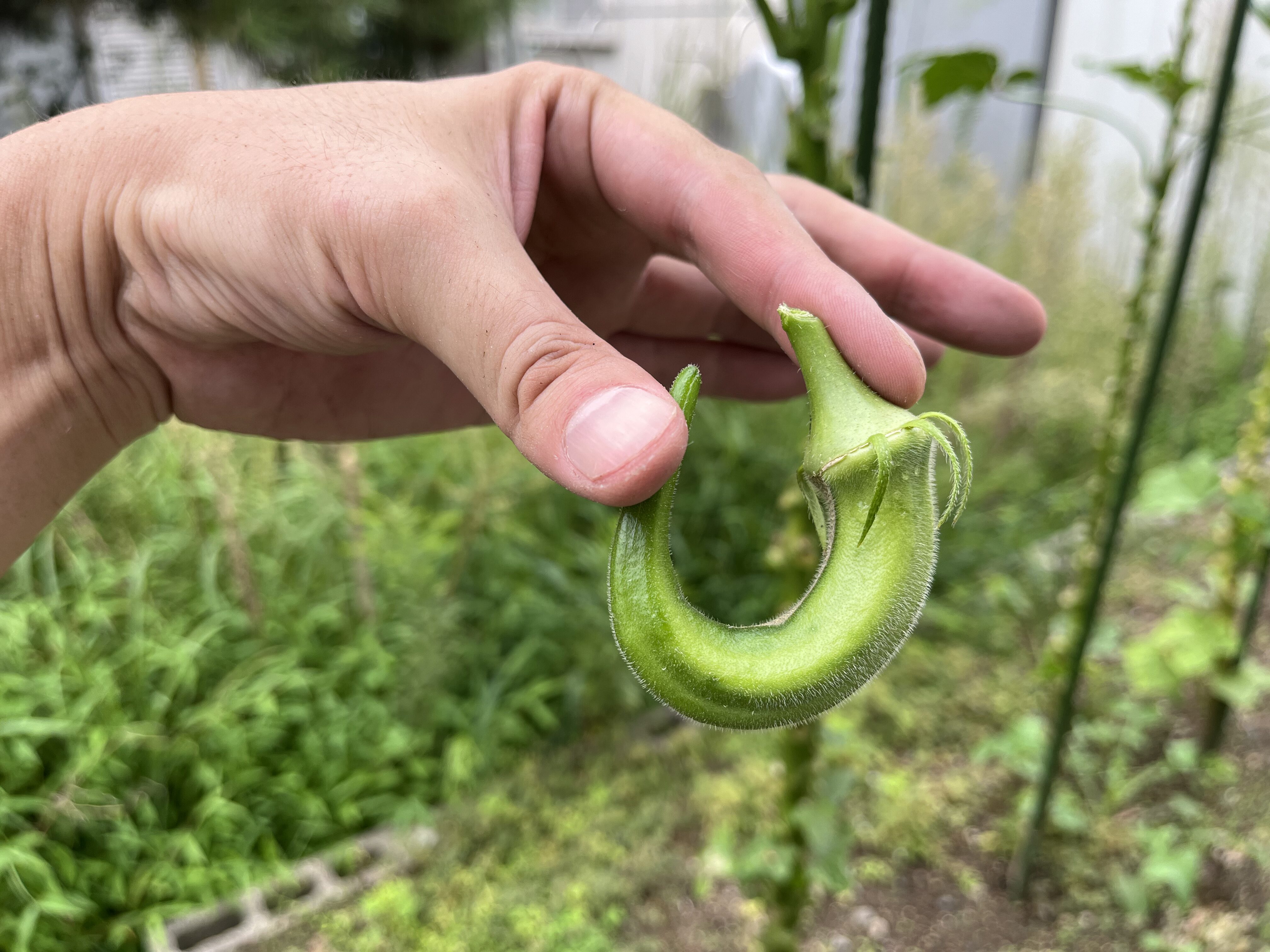 くるんっとカールしているオクラの実