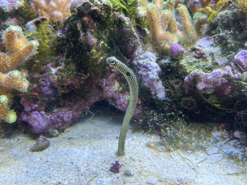 砂から生えるように伸びているチンアナゴ