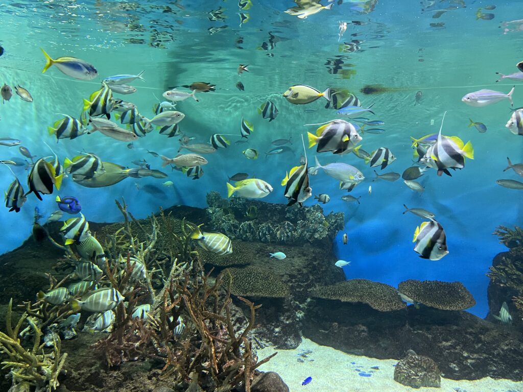 綺麗な魚たちが泳ぐ様子