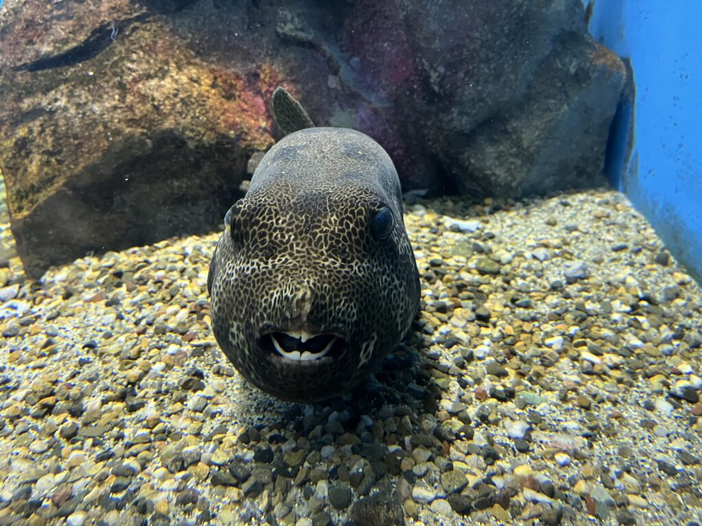 いかつい顔したフグ