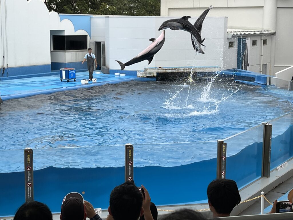 勢いよくジャンプする3頭のイルカ