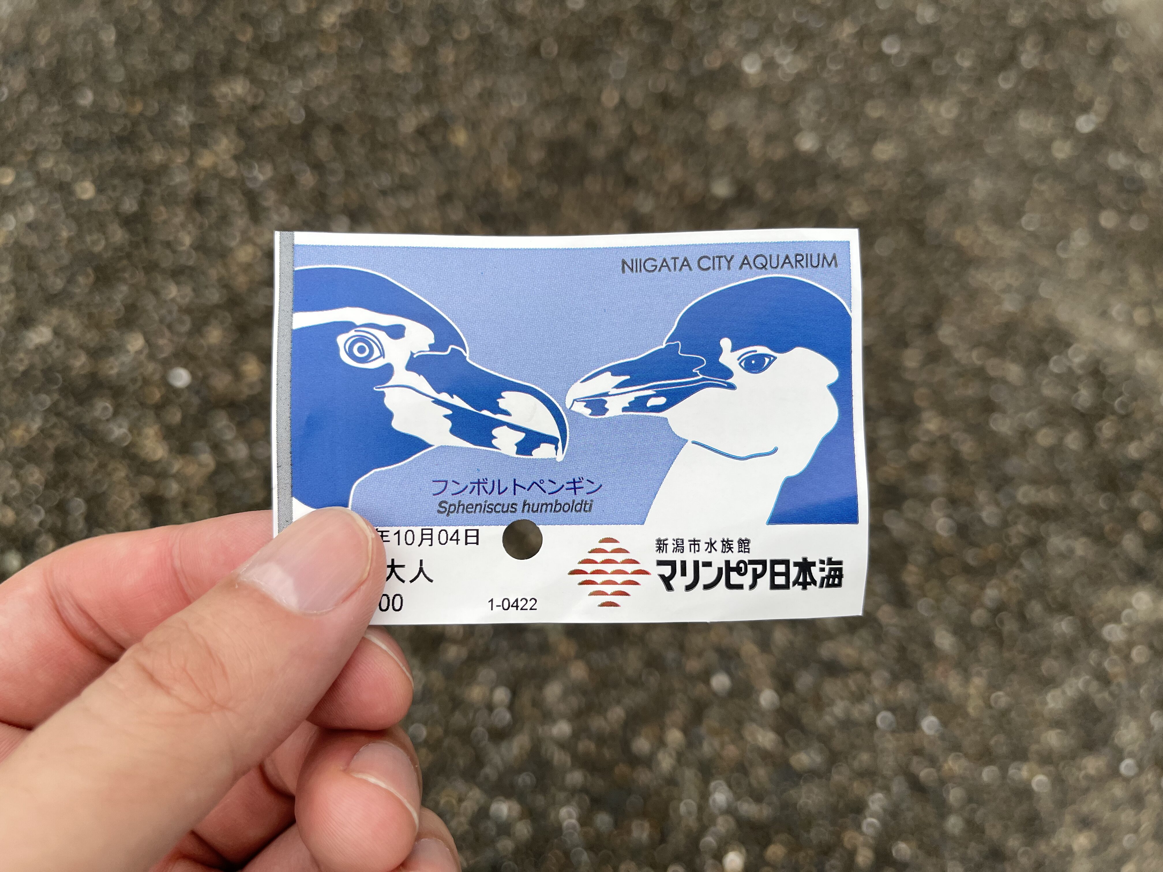 イラストのペンギンがイケメンなマリンピア日本海の入場チケット