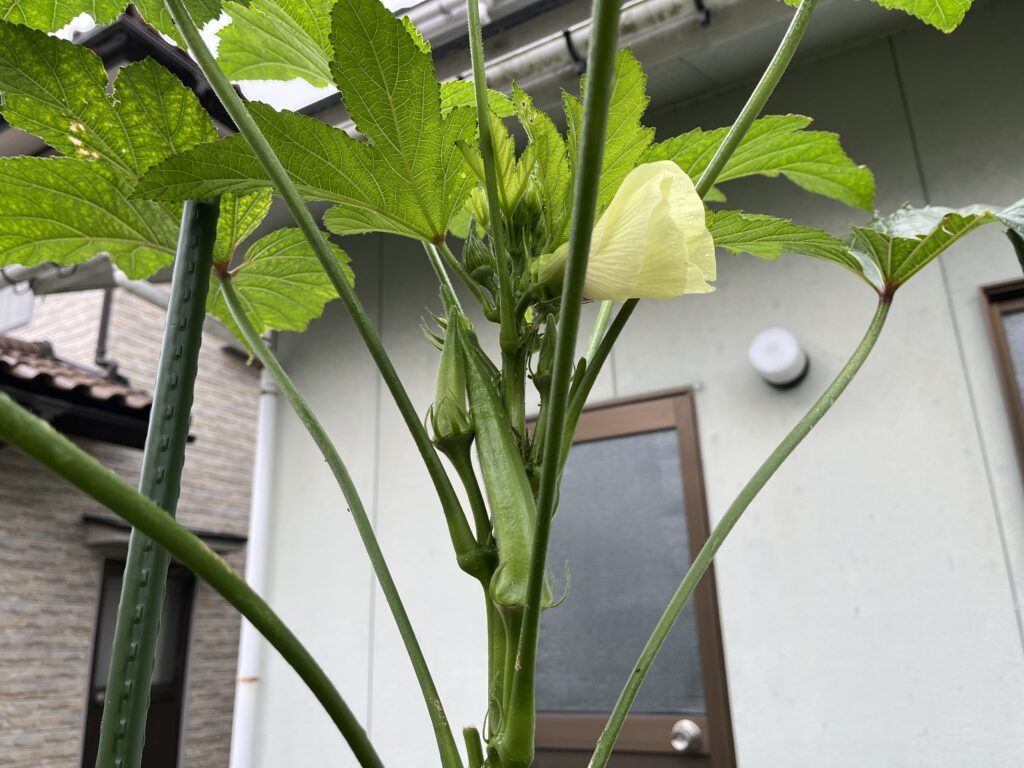 日照時間が短くなるなか、がんばって実をつけているオクラ