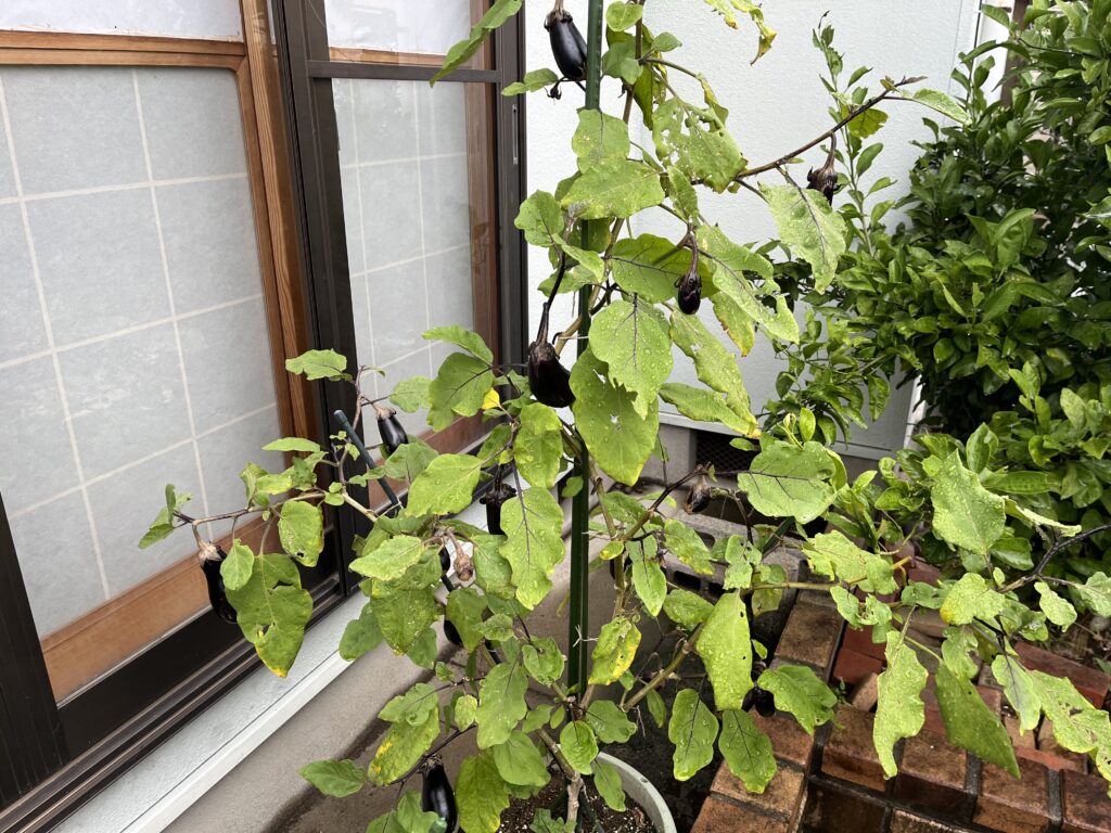 たくさん実をつけているナス