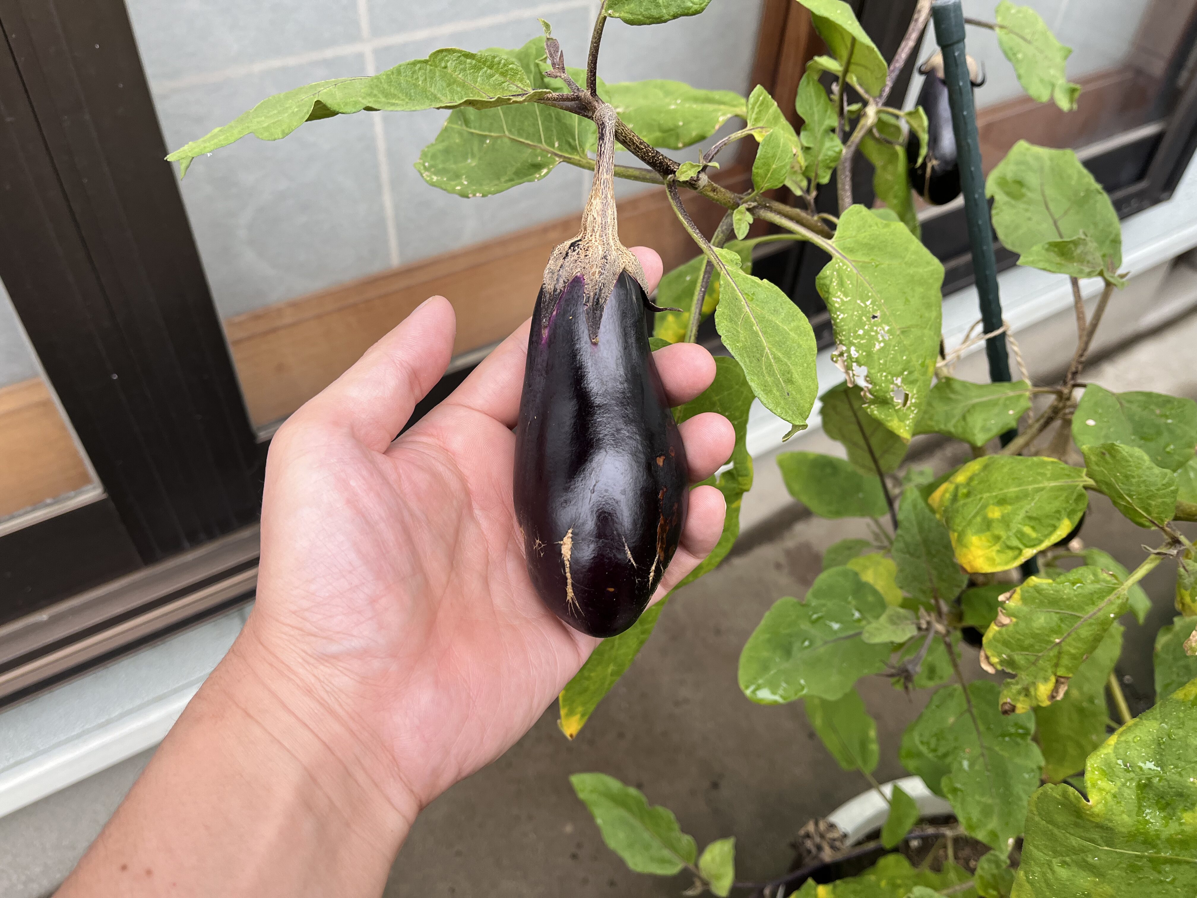 大きくなって収穫を迎える秋ナス