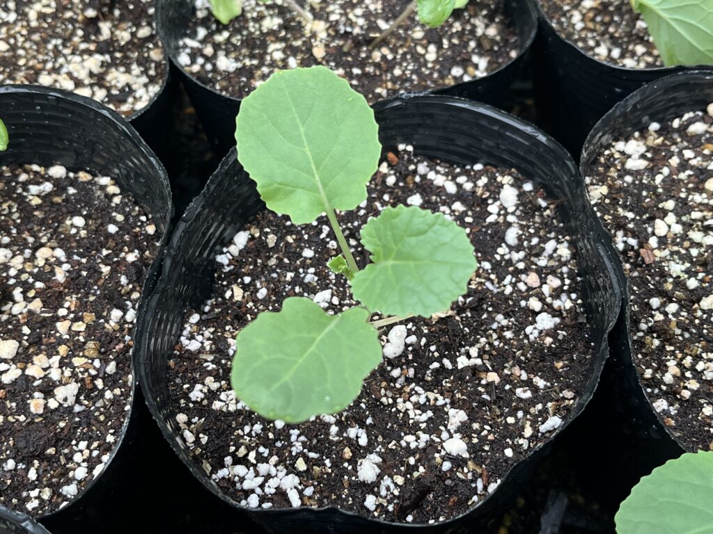 本葉3枚目が大きくなり、4枚目が顔を見せ始めたブロッコリー