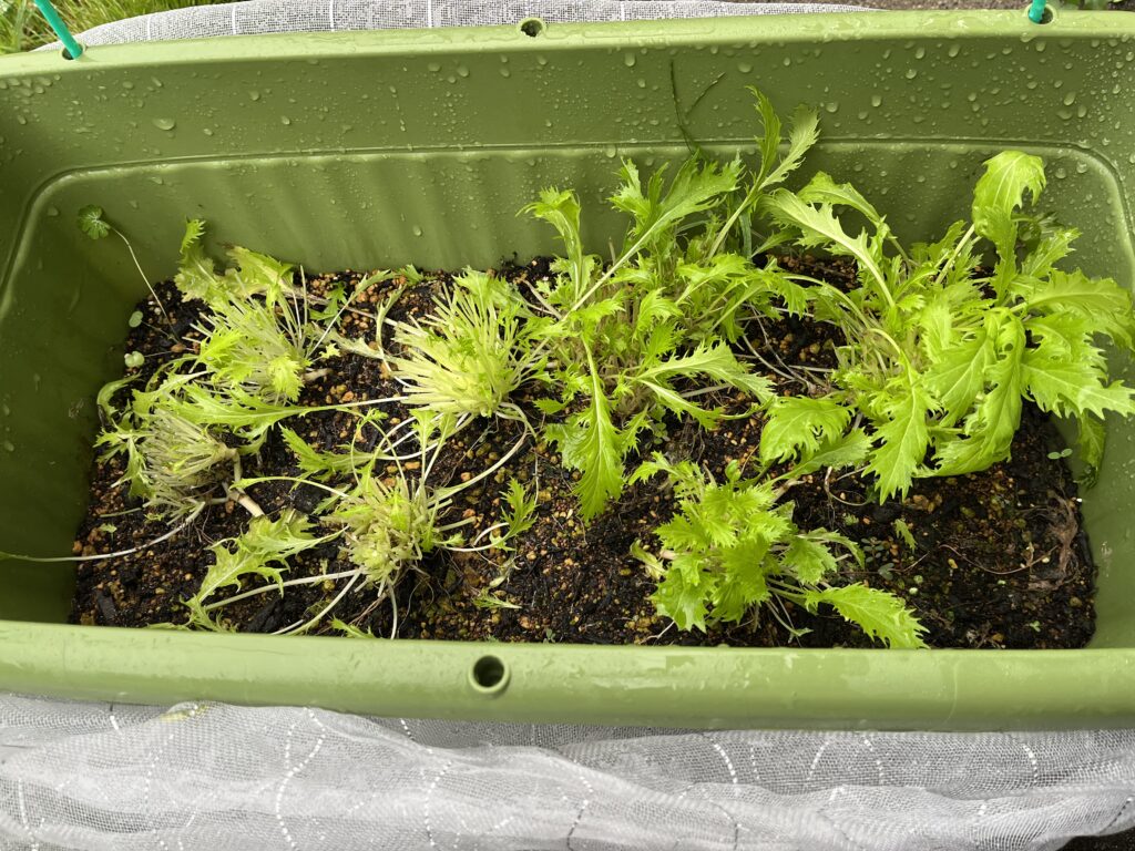 株元5㎝残して再生栽培している水菜