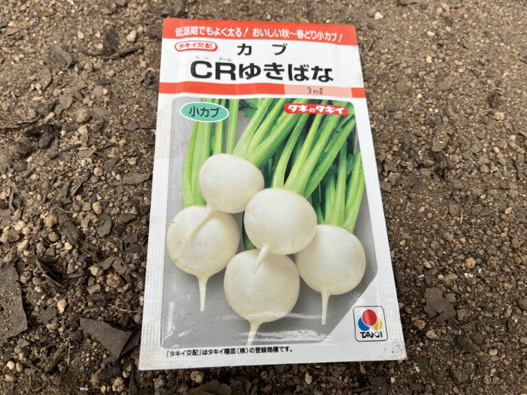 【家庭菜園日記】【小カブ栽培記録①】カブ「CRゆきばな」をプランター栽培！再生土を使って秋まきに挑戦
