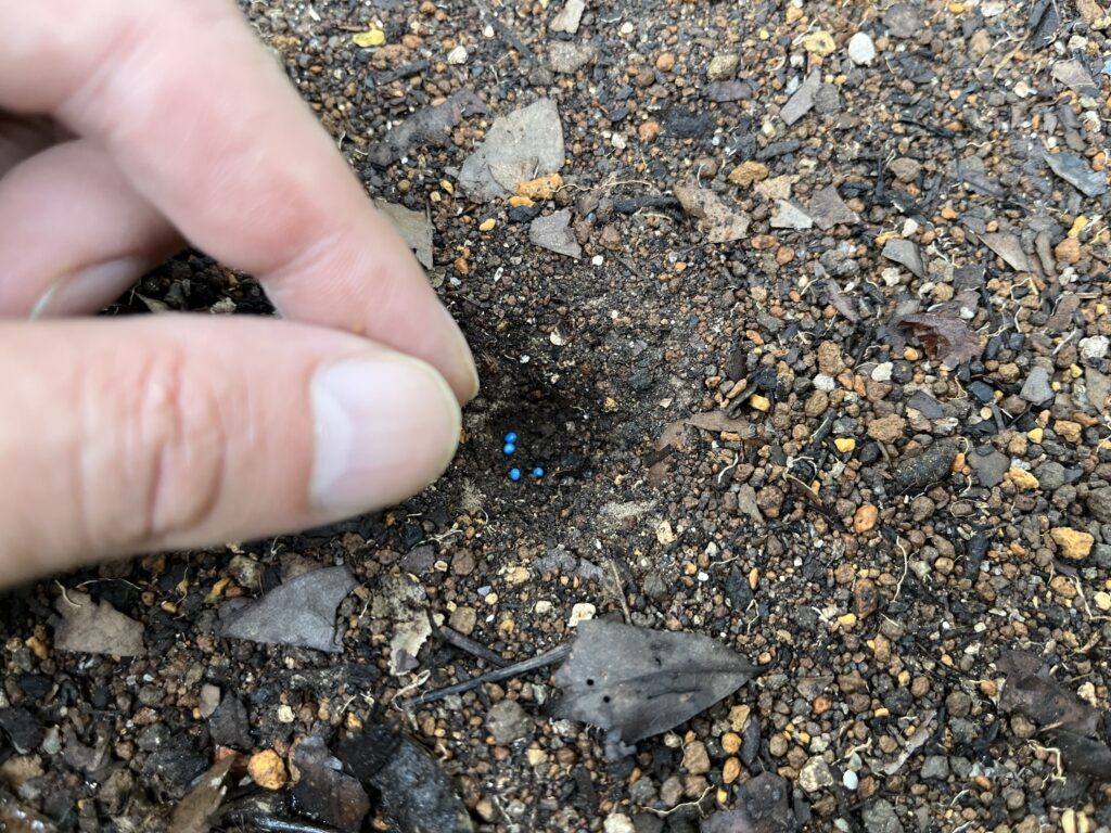 ひとつのくぼみに３～４粒種をまいている様子