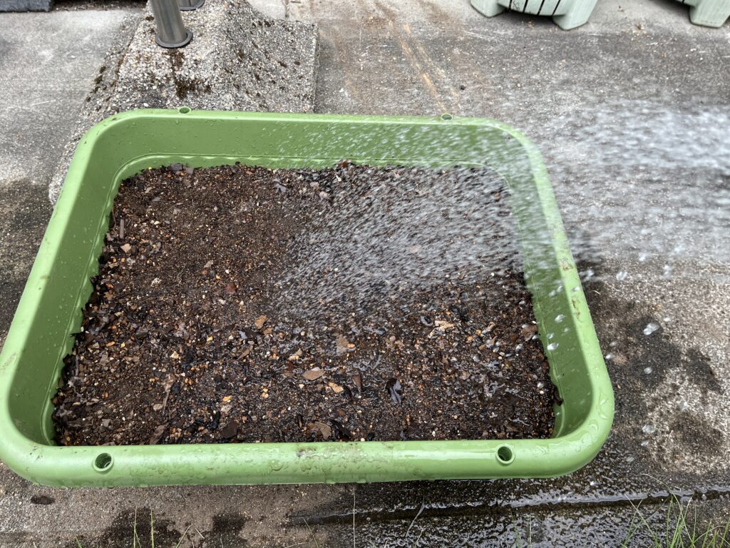 小カブの種まき後にたっぷり水をやっている様子