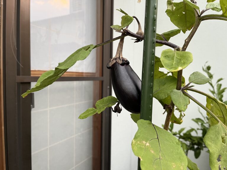 【家庭菜園日記】植え付けから22週間｜秋の気配とともに一区切りの野菜たち