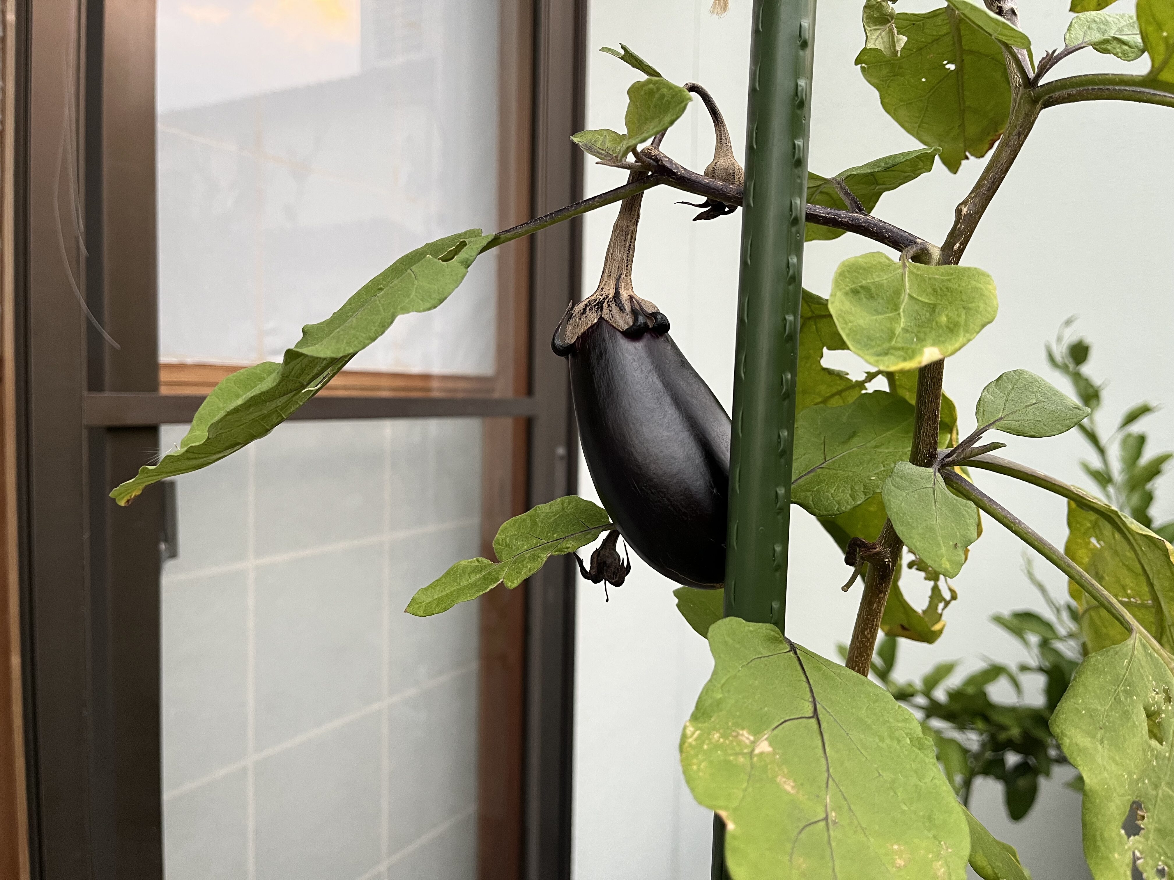 最後の収穫を迎えるナス